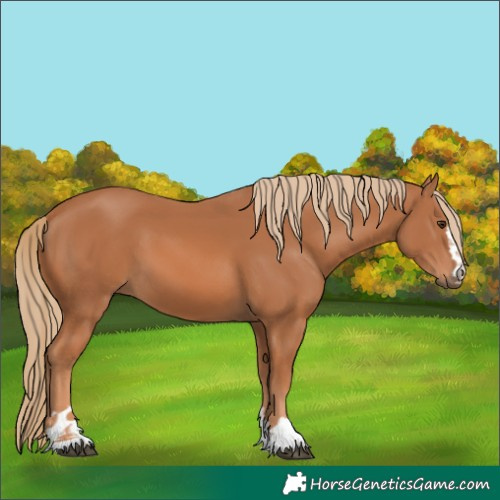 Horse Color:Chestnut 