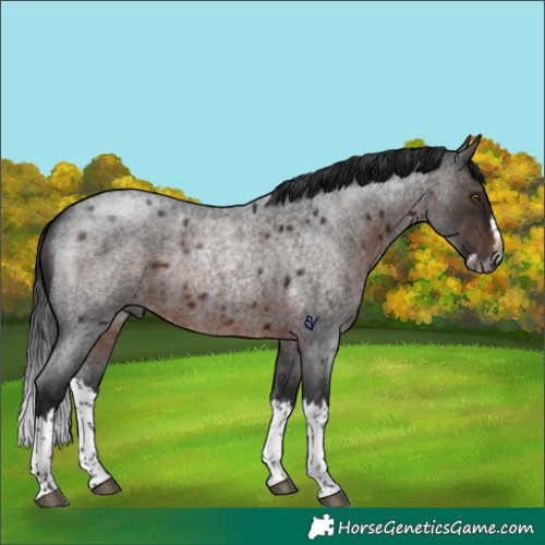 Horse Color:Gray Brown Roan Splash Rabicano