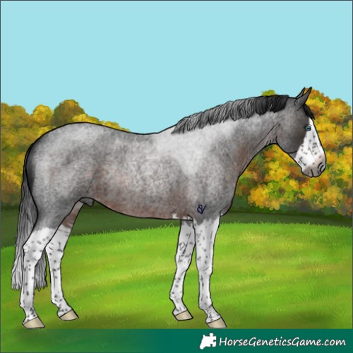 Horse Color:Gray Brown Roan Splash Rabicano 