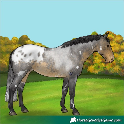 Horse Color:White Spotted Buckskin Roan Blanket Rabicano 