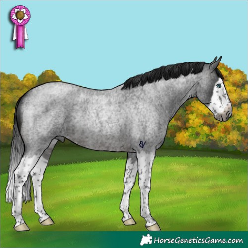 Horse Color:Gray Brown Roan Splash Rabicano 