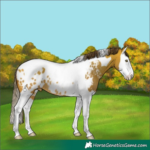 Horse Color:Amber Champagne Splash Tobiano Appaloosa Rabicano