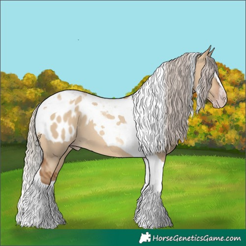 Horse Color:Gray Silver Amber Champagne Dun Splash Tobiano Appaloosa