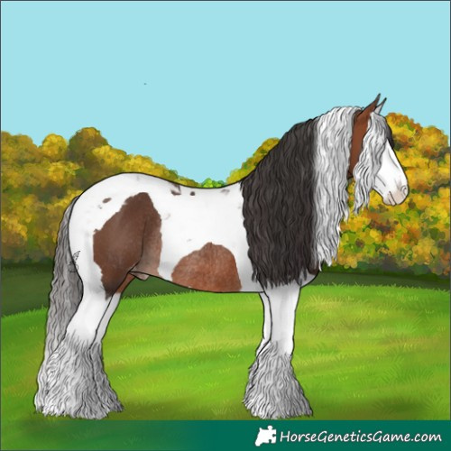 Horse Color:Bay Splash Tobiano Varnish Rabicano 