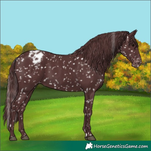 Horse Color:Chocolate Black Snowflake Varnish 