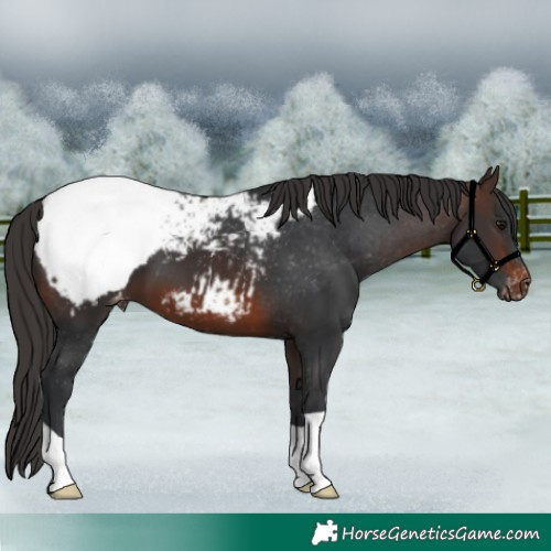 Horse Color:Brown Appaloosa