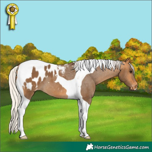 Horse Color:Silver Buckskin Tobiano Appaloosa