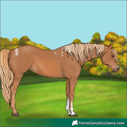 Horse Color:Powder White Chestnut 