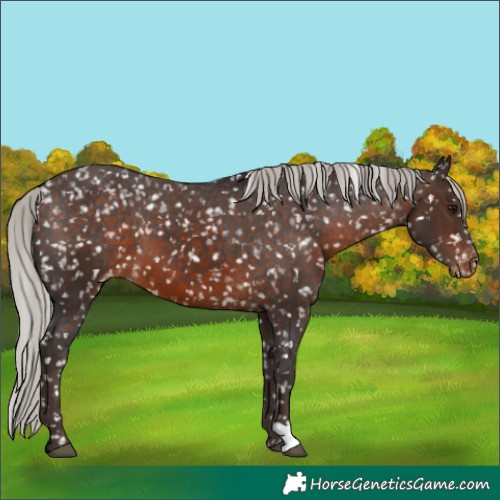 Horse Color:Silver Brown Snowflake Varnish