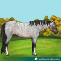 Horse Color:Powder White Gray Brown Roan 