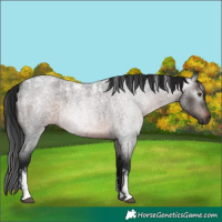 Horse Color:Powder White Gray Brown Roan