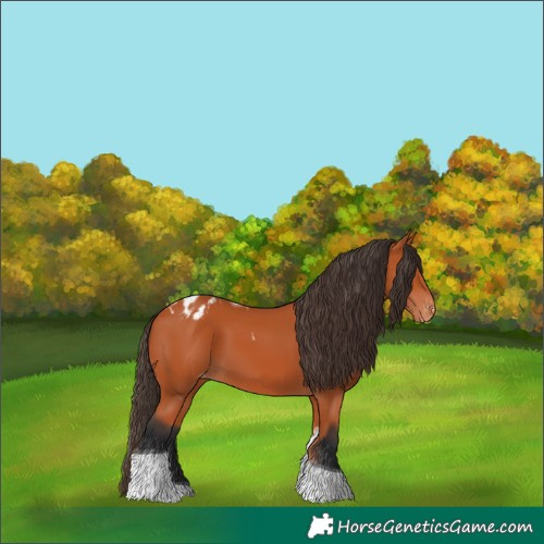 Horse Color:Bay Tobiano Blanket 