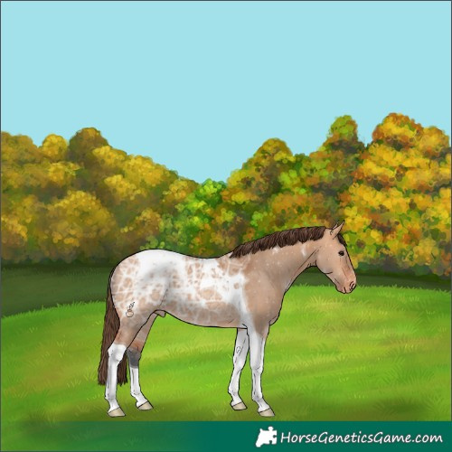 Horse Color:Bay Ice Dun Tobiano Varnish 
