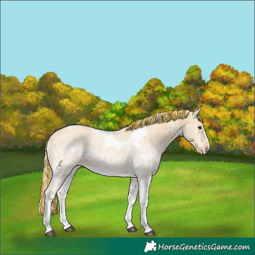 Horse Color:Painted White Spotted Palomino Ice Tobiano Varnish