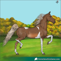 Horse Color:Chocolate Palomino Tobiano