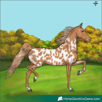 Horse Color:Chestnut Appaloosa 