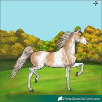 Horse Color:White Spotted Palomino