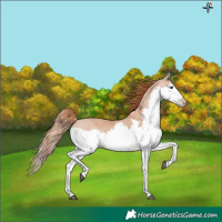 Horse Color:Red Dun Splash