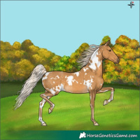 Horse Color:White Spotted Palomino