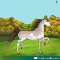 Horse Color:Liver Red Dun Splash 