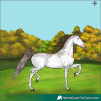Horse Color:Liver Red Roan Splash