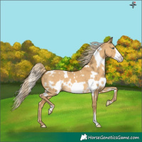 Horse Color:White Spotted Palomino Dun Frame