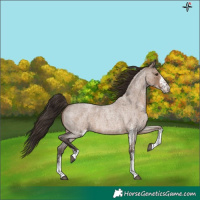 Horse Color:White Spotted Liver Red Dun Roan
