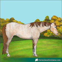 Horse Color:Powder White Gray Buckskin Roan Pearl