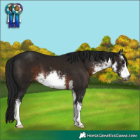 Horse Color:Gray White Spotted Brown