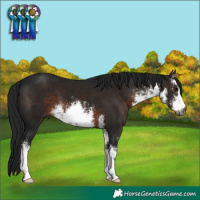 Horse Color:Gray White Spotted Brown