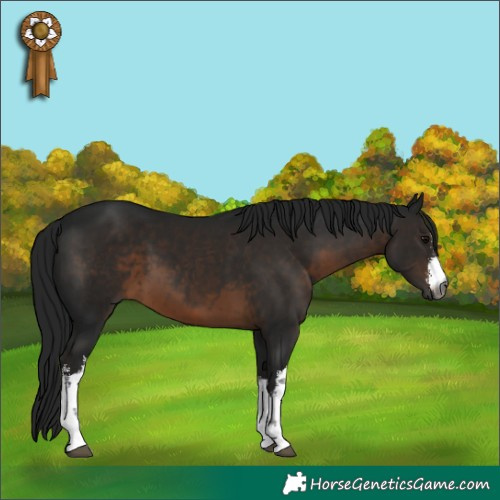 Horse Color:Gray White Spotted Brown 