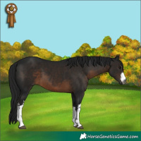 Horse Color:Gray White Spotted Brown 