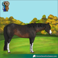 Horse Color:Gray White Spotted Brown 
