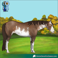 Horse Color:Gray White Spotted Brown Pearl