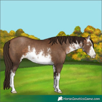 Horse Color:Gray White Spotted Brown Pearl