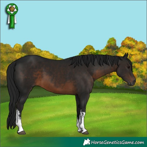 Horse Color:Gray White Spotted Brown 
