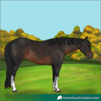 Horse Color:Gray White Spotted Brown 