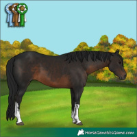 Horse Color:Gray White Spotted Brown 