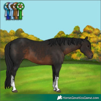 Horse Color:Gray White Spotted Brown