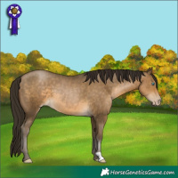 Horse Color:Gray Buckskin Pearl 