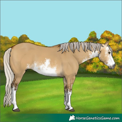 Horse Color:Gray White Spotted Silver Buckskin Dun 