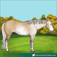 Horse Color:Gray White Spotted Silver Buckskin Dun 