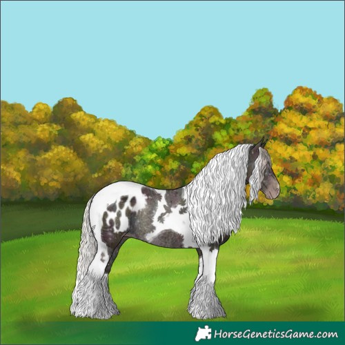 Horse Color:Gray Midnight Silver Classic Champagne Ice Tobiano Appaloosa Rabicano