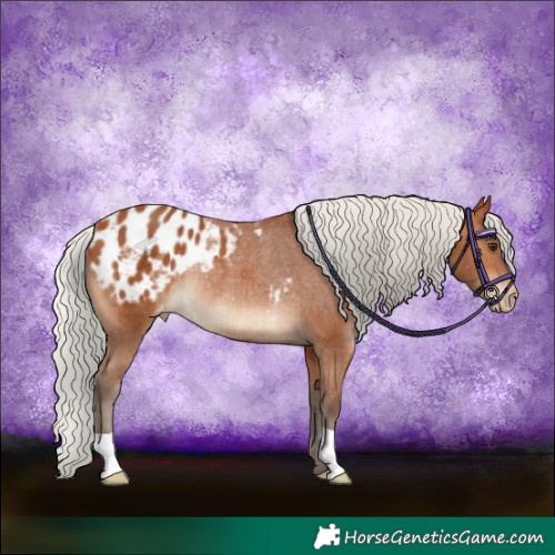 Horse Color:Silver Bay Appaloosa Rabicano