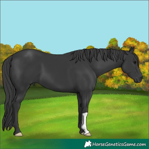 Horse Color:Black 