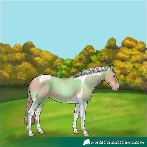 Horse Color:Gold Champagne Dun Tobiano
