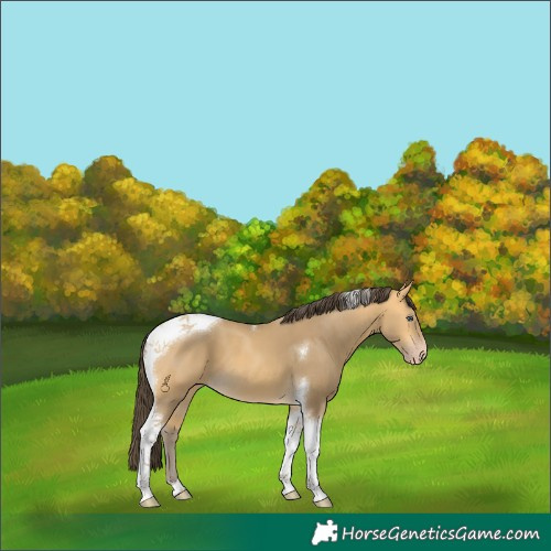 Horse Color:Amber Cream Champagne Tobiano 