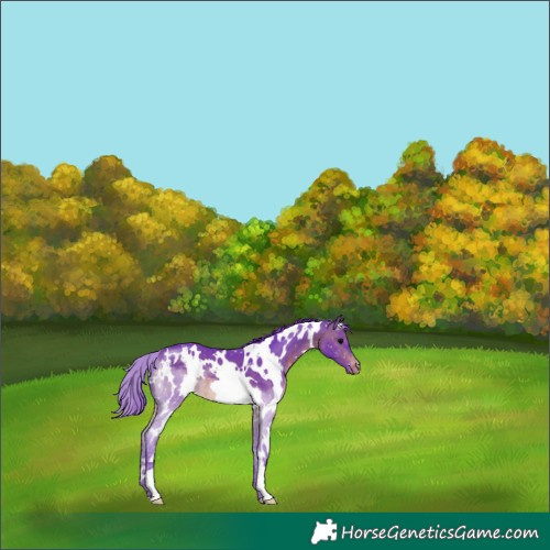 Horse Color:Watercolor White Spotted Brown Appaloosa 