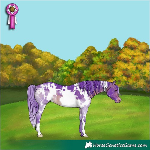 Horse Color:Watercolor White Spotted Brown Appaloosa 