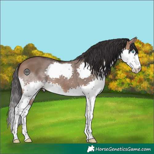 Horse Color:Brown Dun Splash 